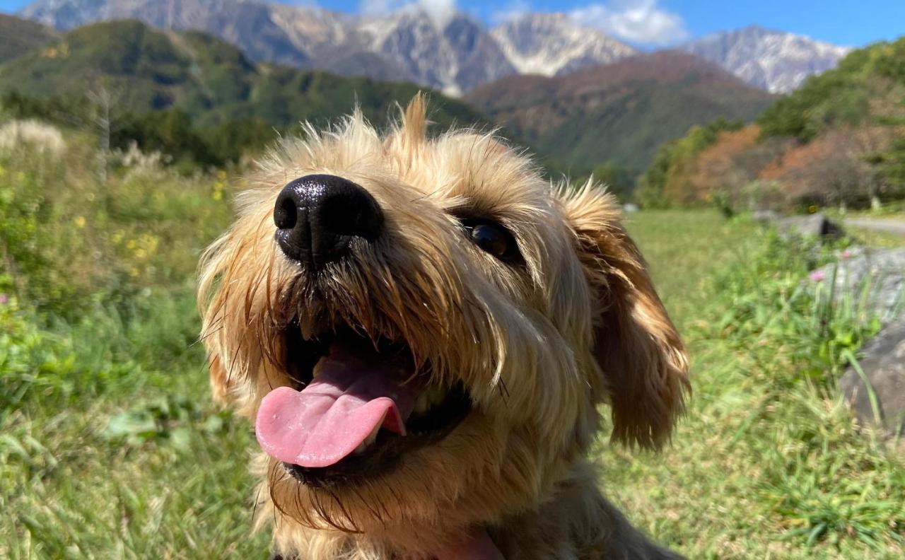白馬パウダーマウンテン Hotell Hakuba Eksteriør bilde