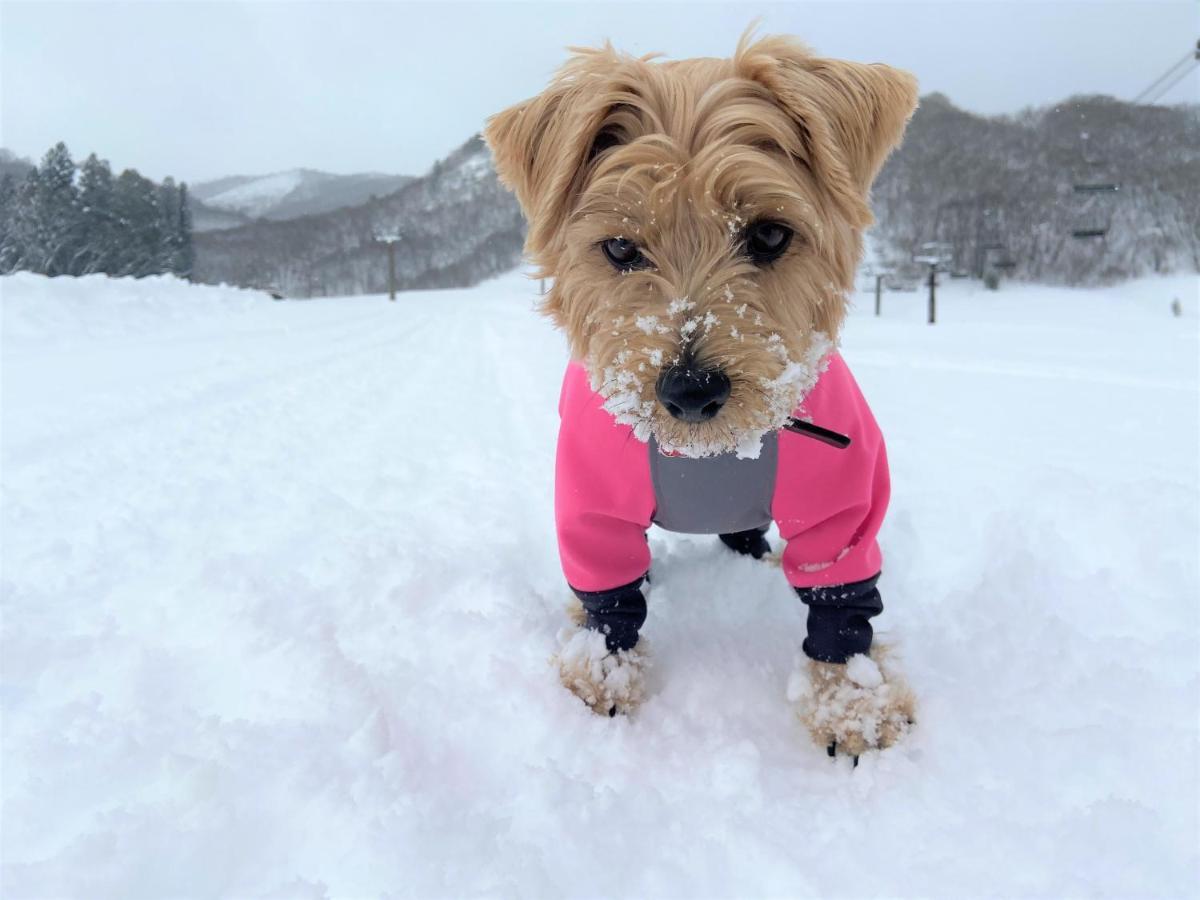 白馬パウダーマウンテン Hotell Hakuba Eksteriør bilde